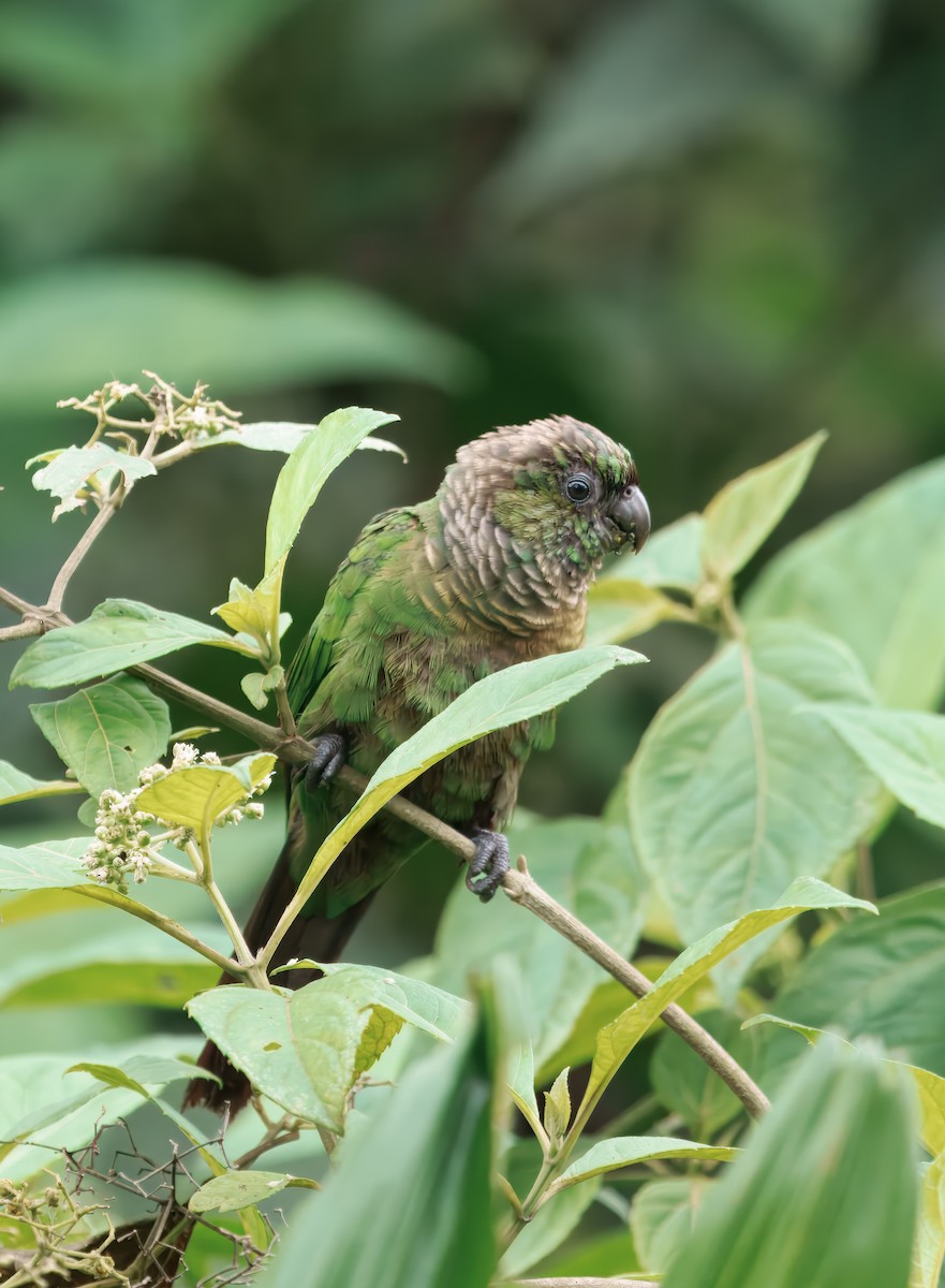 Conure de Souancé - ML644725899