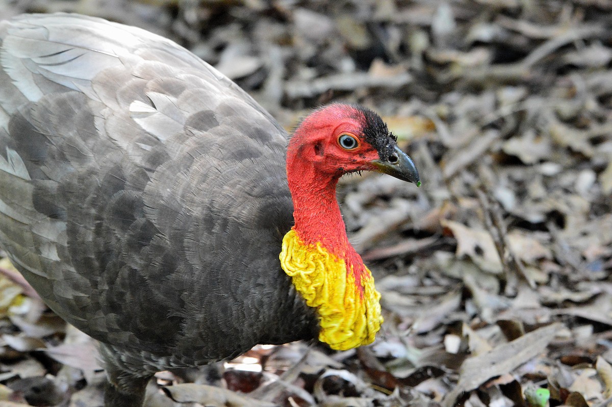 Australian Brushturkey - ML644725904
