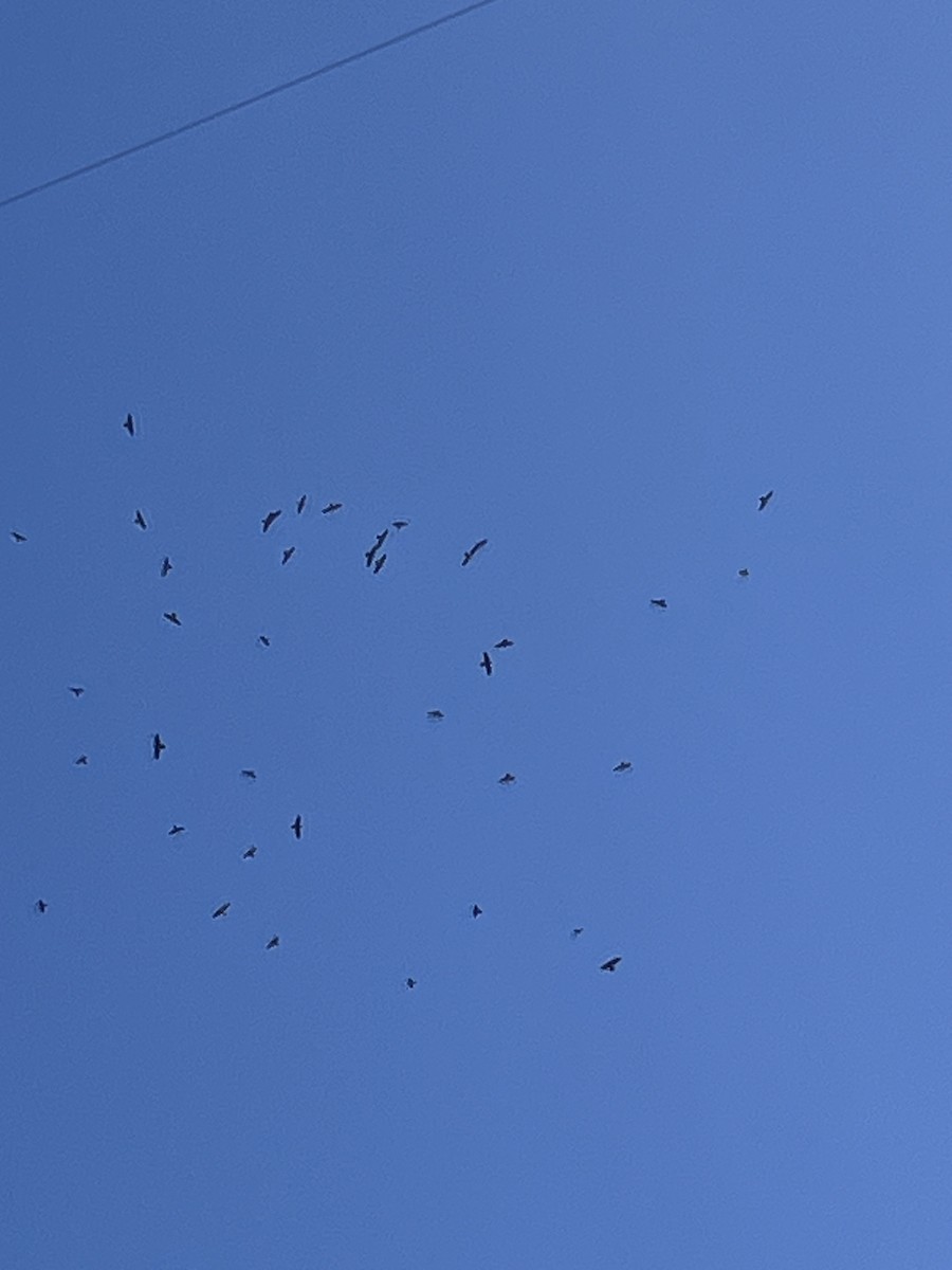 krkavec velký - ML644725914