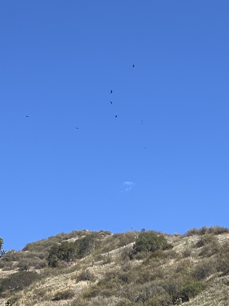 krkavec velký - ML644725915