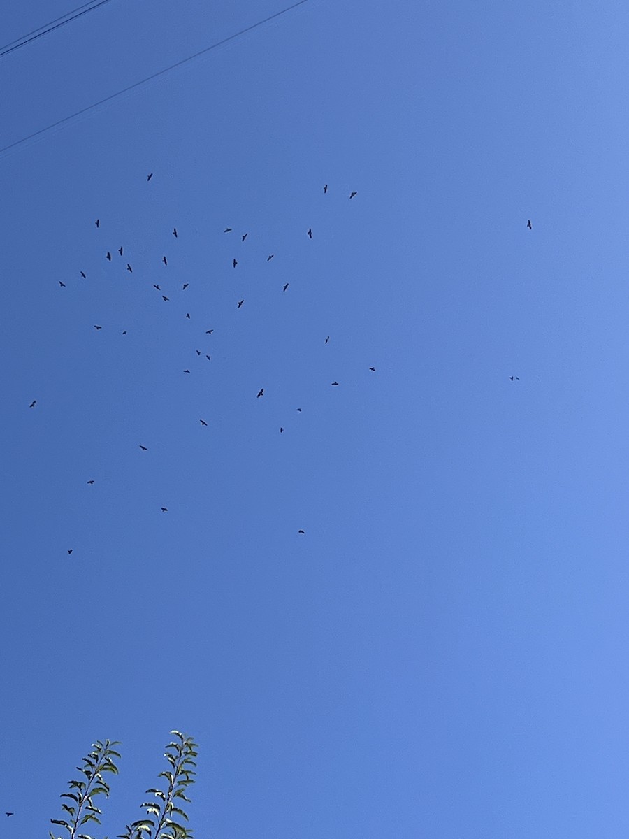 krkavec velký - ML644725916