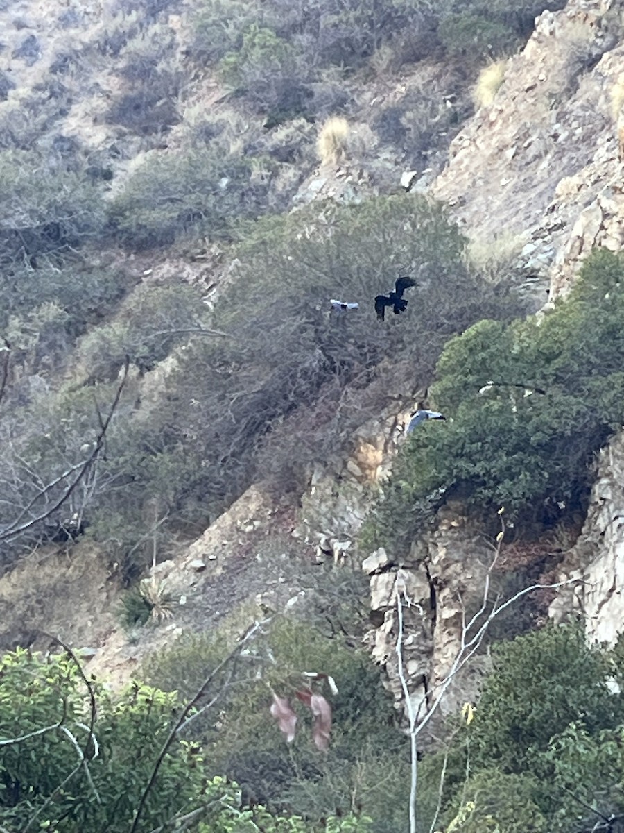 krkavec velký - ML644725917