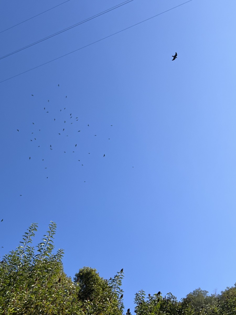 krkavec velký - ML644725918