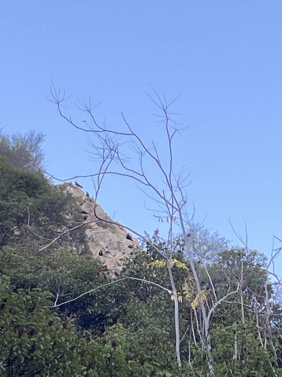 krkavec velký - ML644725919