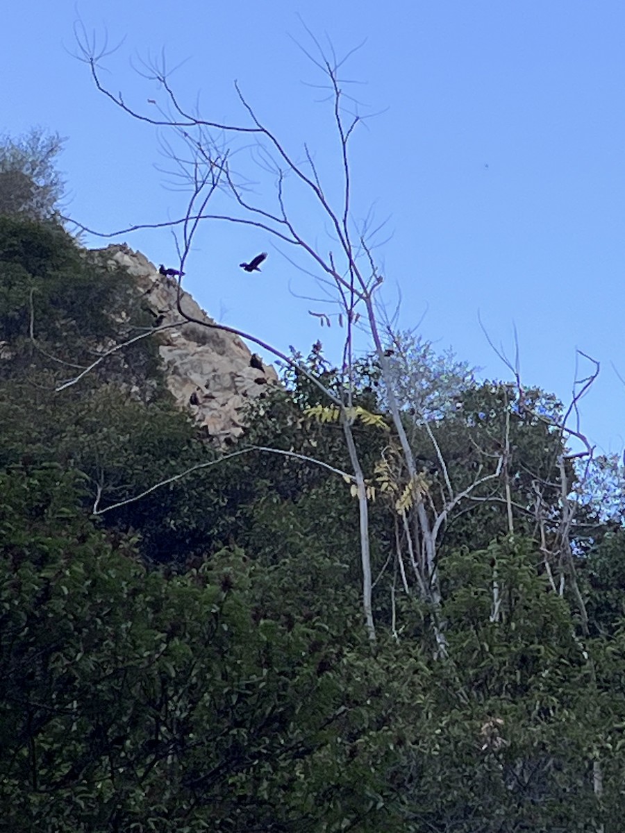 krkavec velký - ML644725920