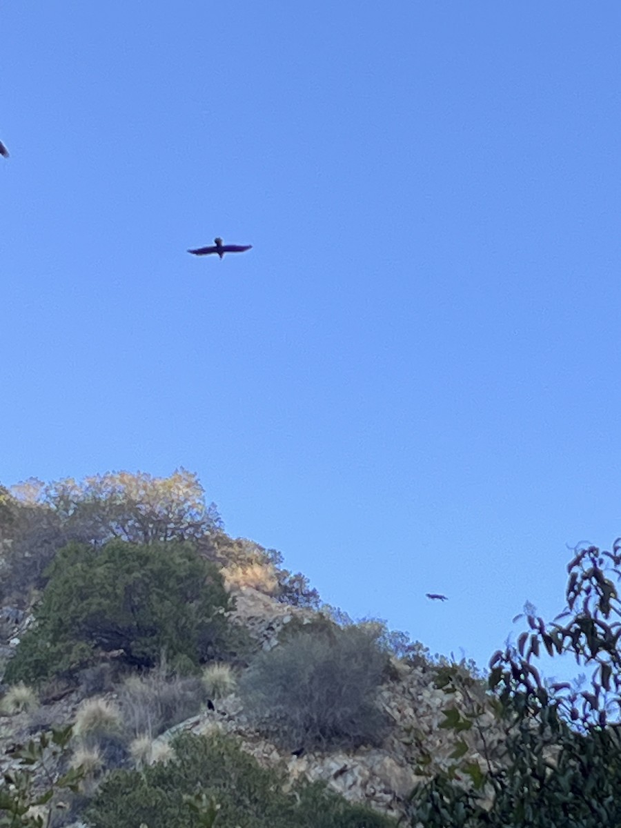 krkavec velký - ML644725921