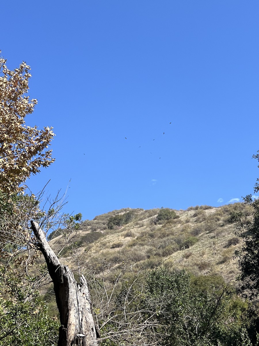 krkavec velký - ML644725922