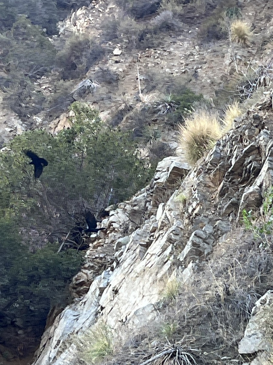 krkavec velký - ML644725923