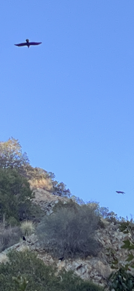 krkavec velký - ML644725924