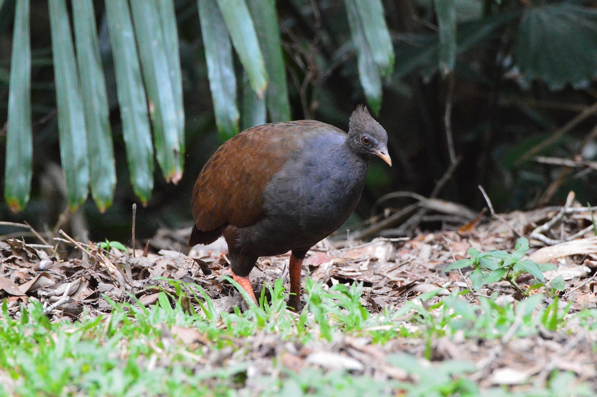 Orange-footed Megapode - ML644725925