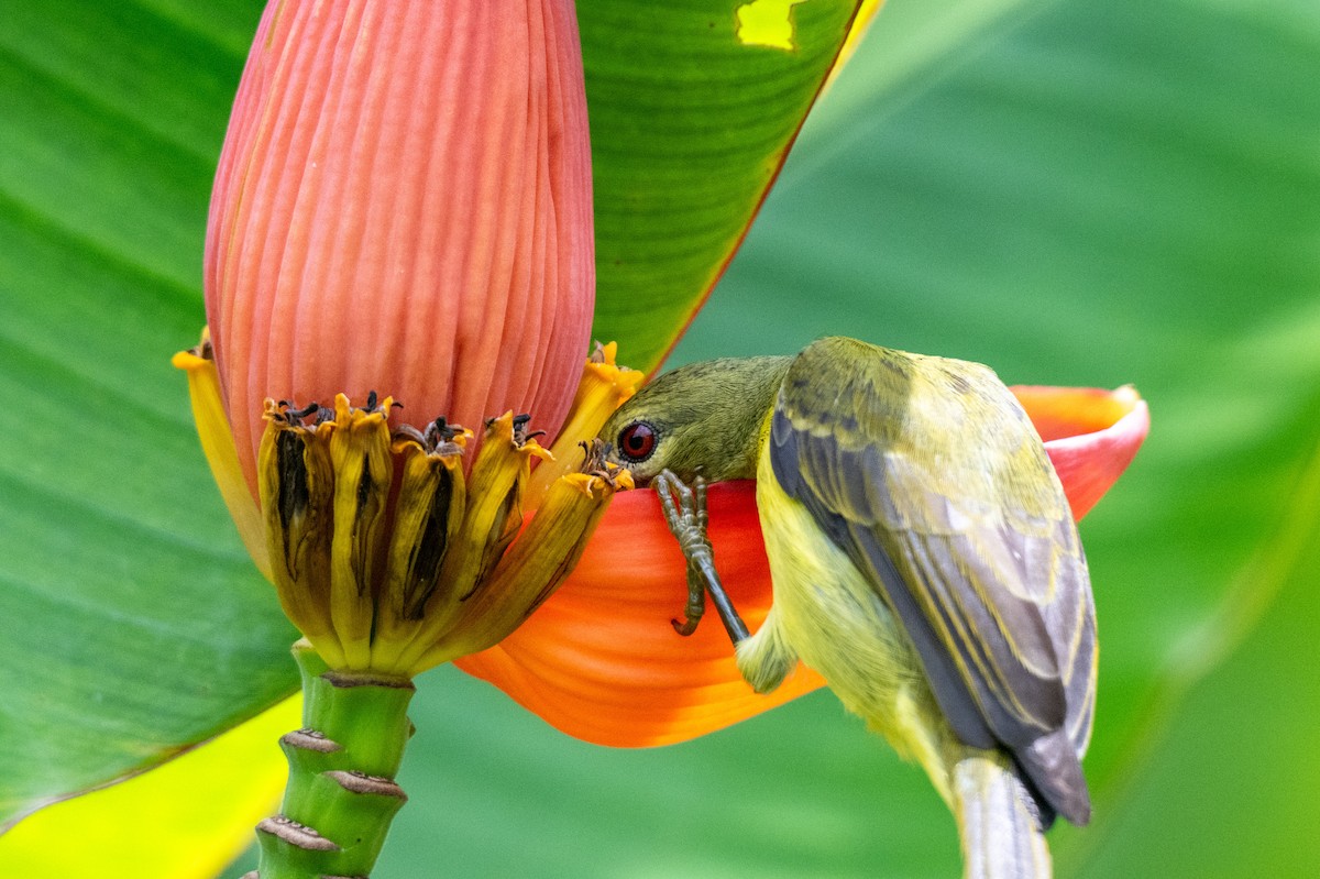 Brown-throated Sunbird - ML644725926