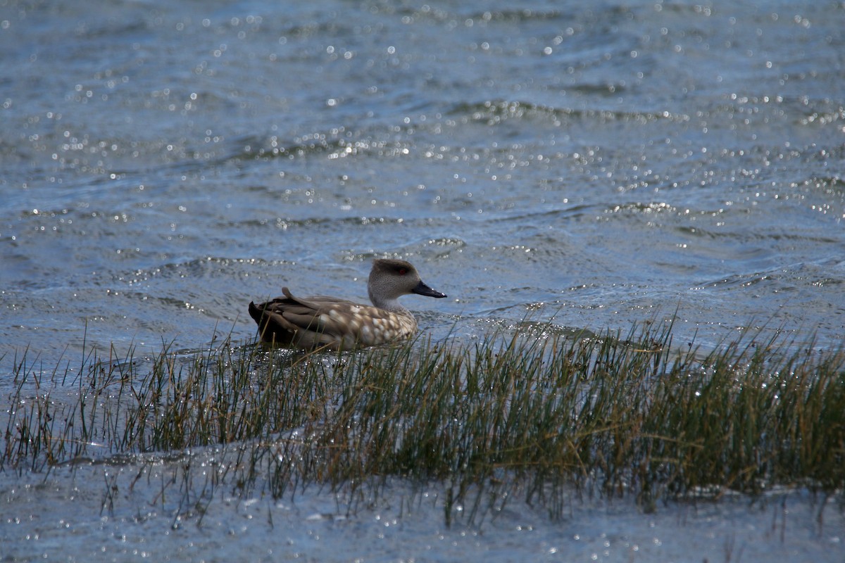 Crested Duck - ML644725929