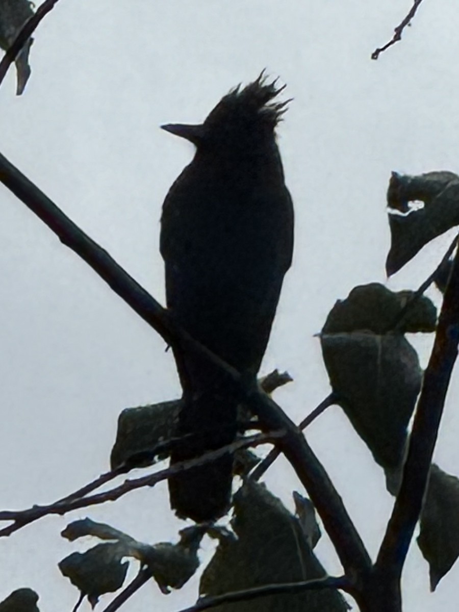 Steller's Jay - ML644725936