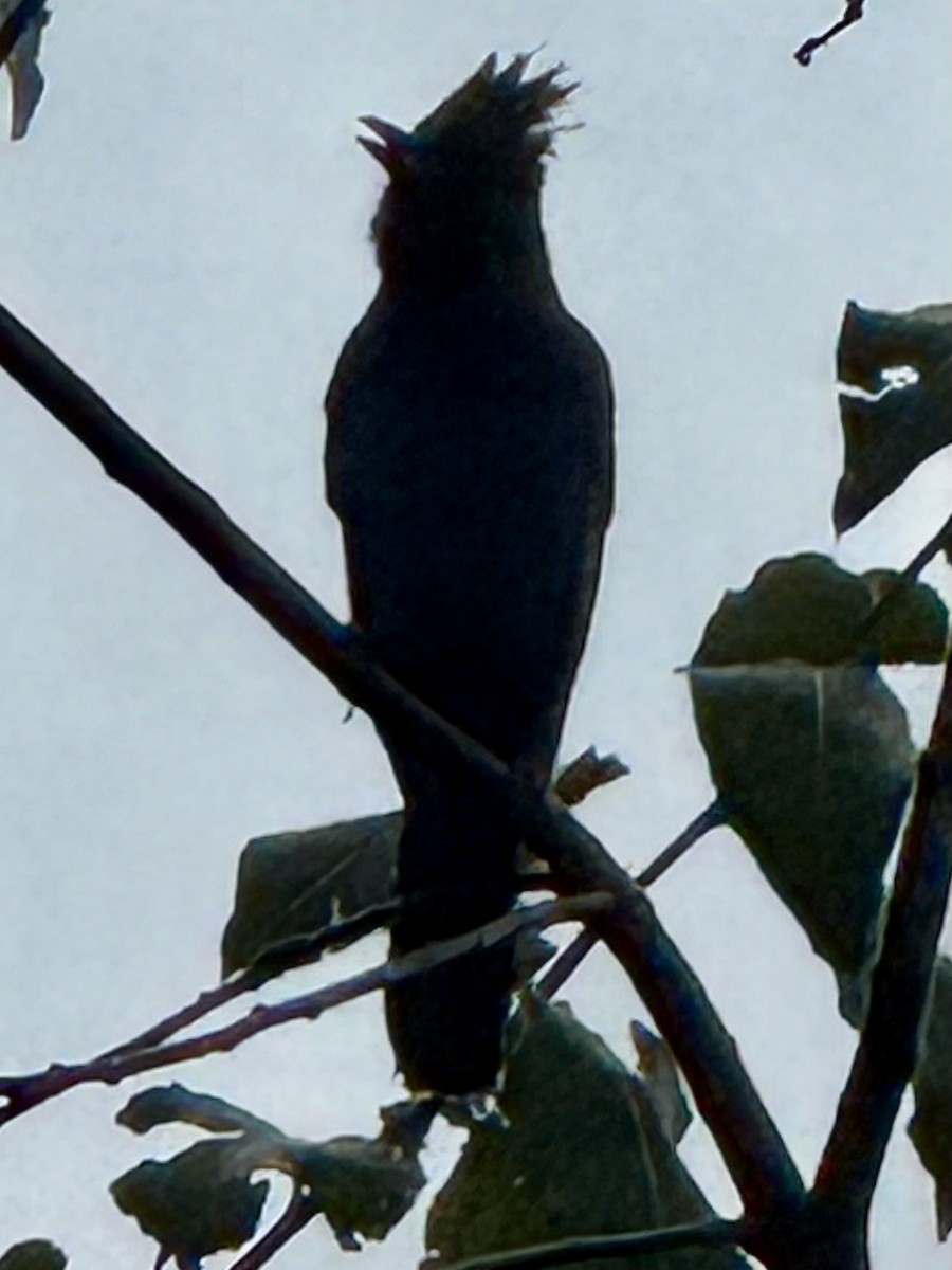 Steller's Jay - ML644725937