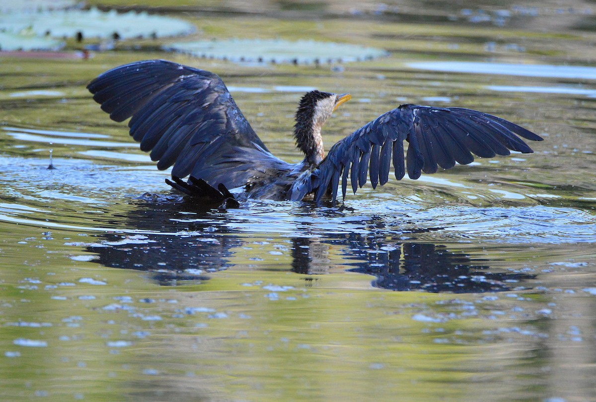 Little Pied Cormorant - ML644725938