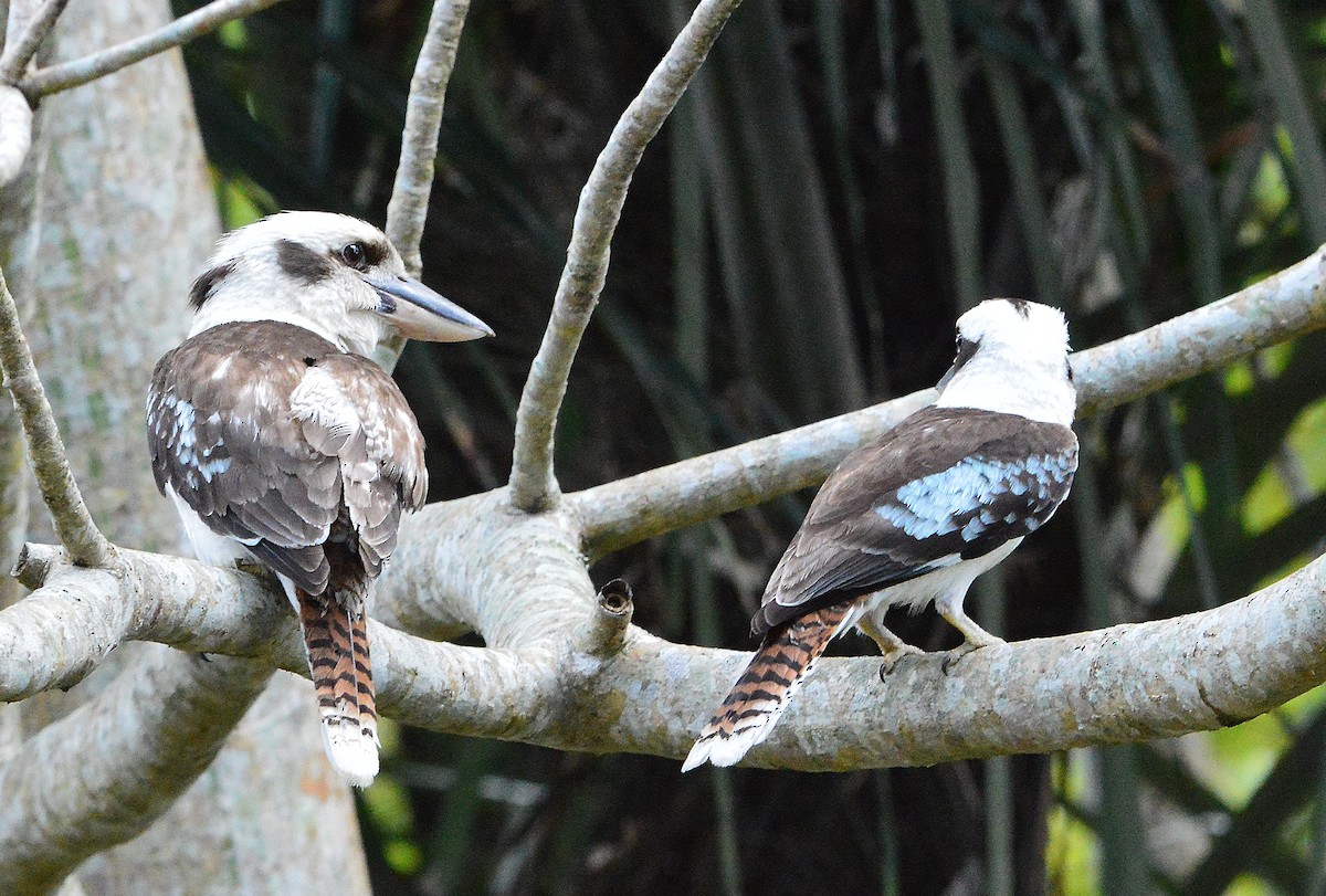 Laughing Kookaburra - ML644725950
