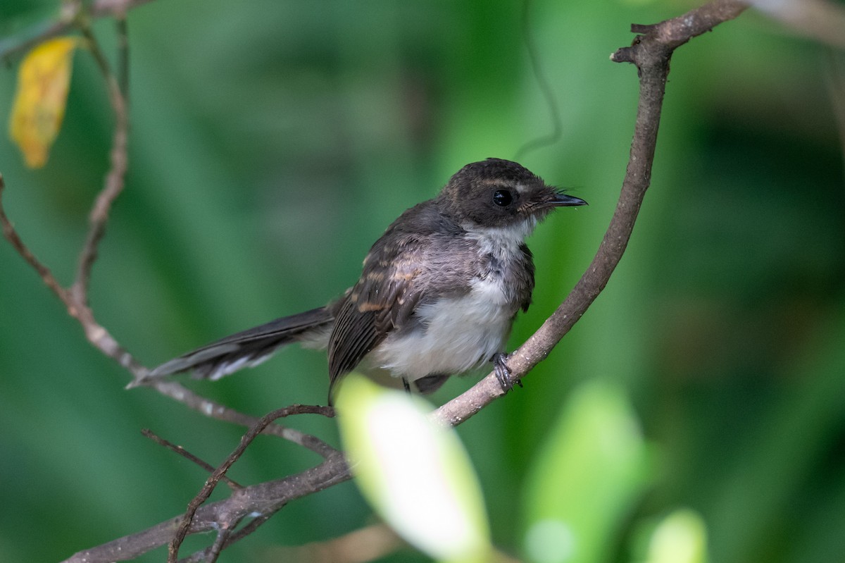Malaysian Pied-Fantail - ML644725951