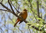 Summer Tanager - ML644725956