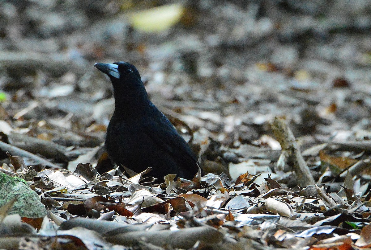 Black Butcherbird - ML644725957