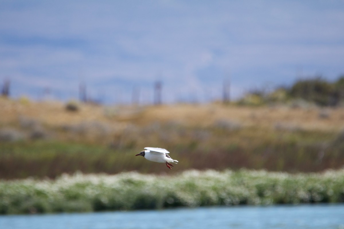 gjøkand - ML644725959