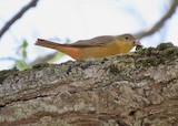 Summer Tanager - ML644725961