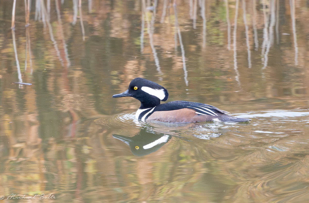 Hooded Merganser - ML644725973