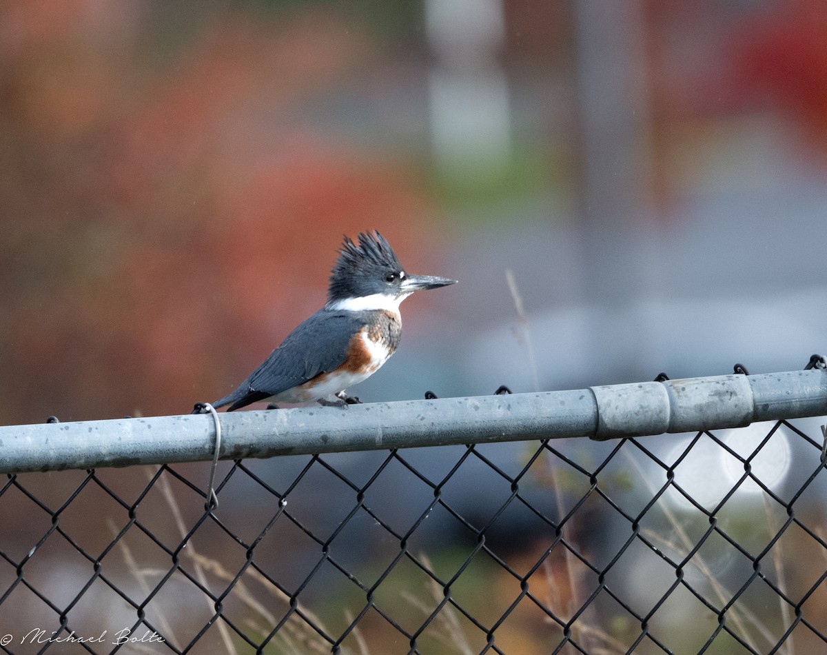 Belted Kingfisher - ML644725976