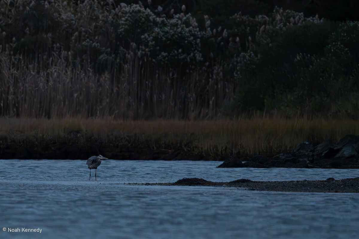 Great Blue Heron - ML644725978