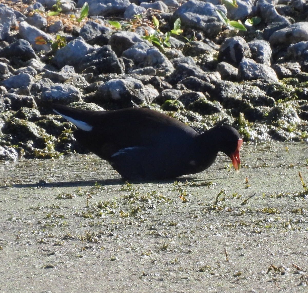 アメリカバン - ML644725982