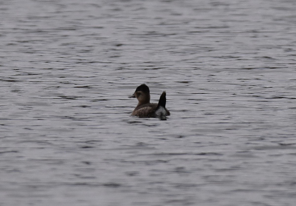 Schwarzkopf-Ruderente - ML644725983