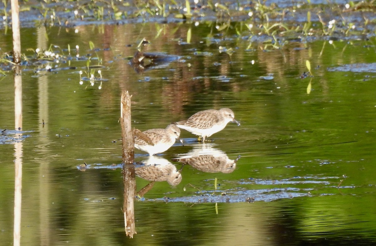 pygmésnipe - ML644726002