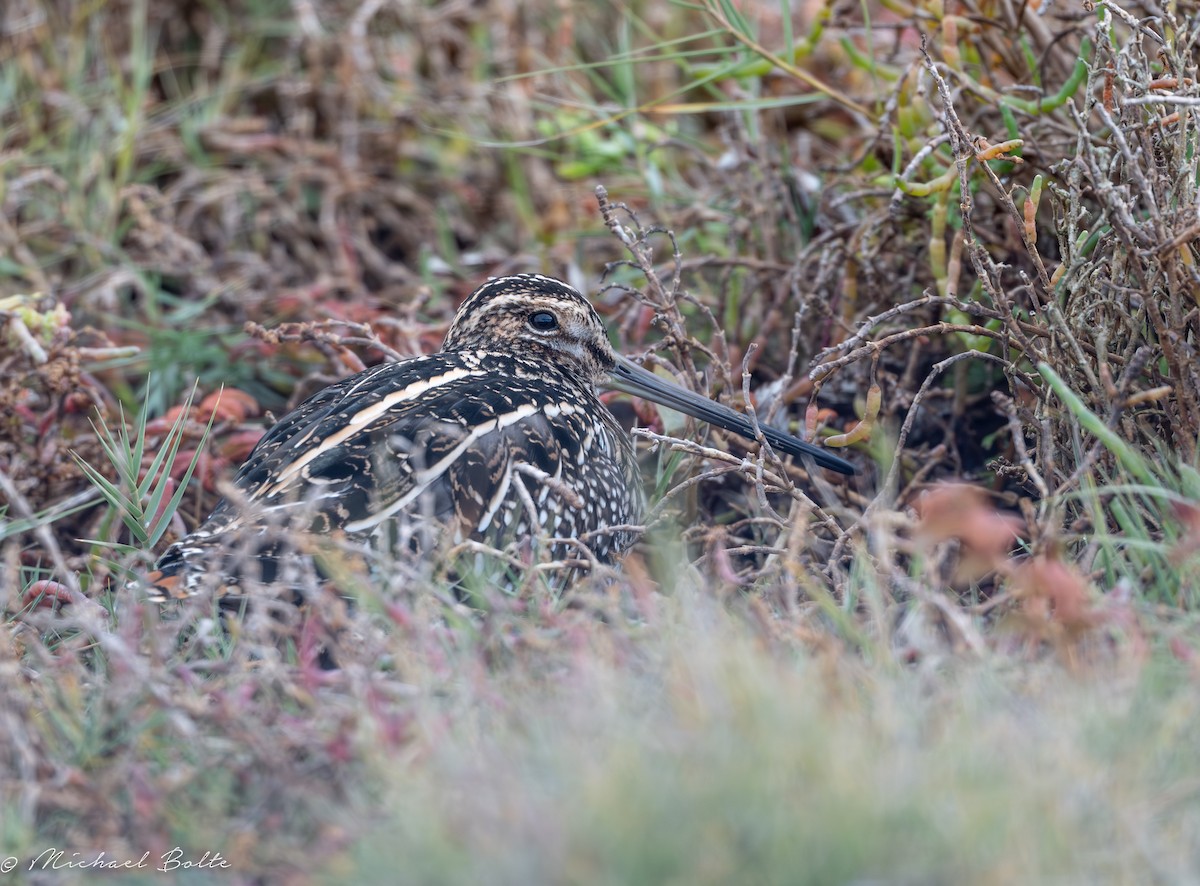 Wilson's Snipe - ML644726003