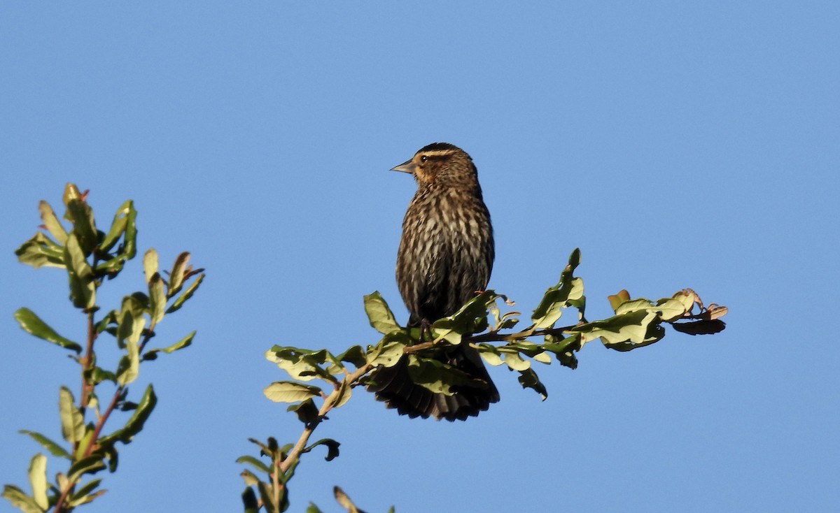 Red-winged Blackbird - ML644726006