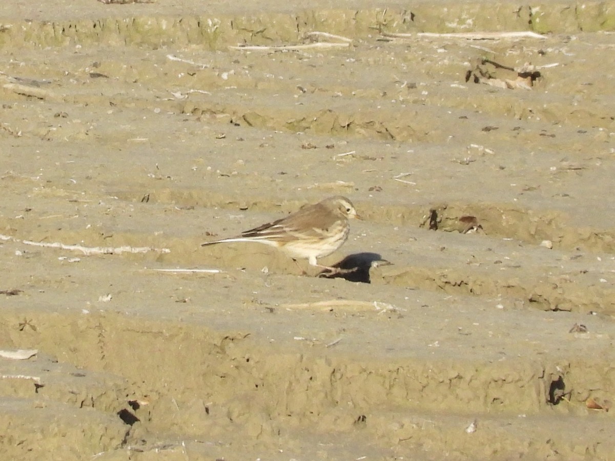 American Pipit - ML644726011