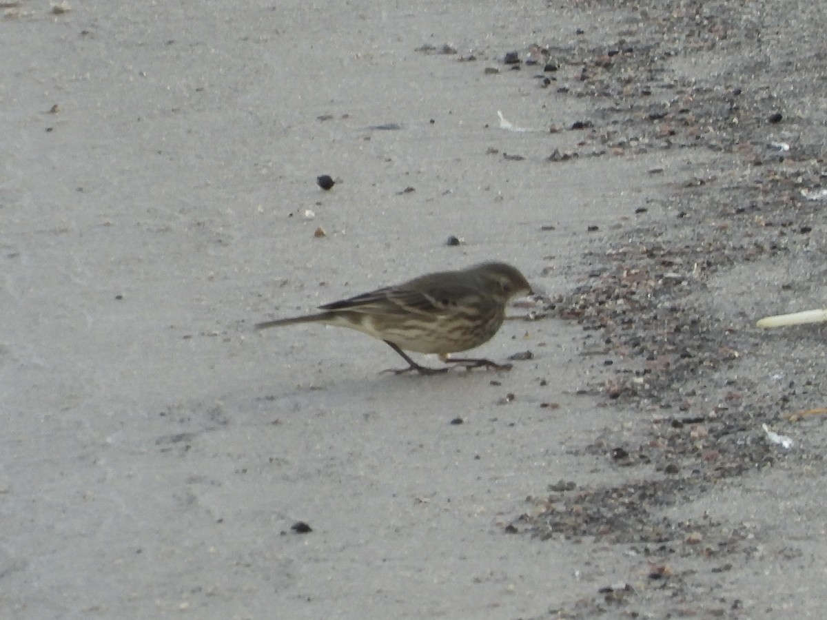 American Pipit - ML644726012