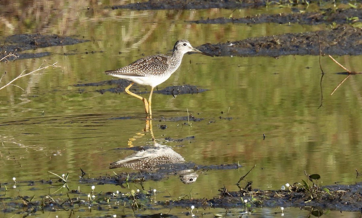 Коловодник строкатий - ML644726024