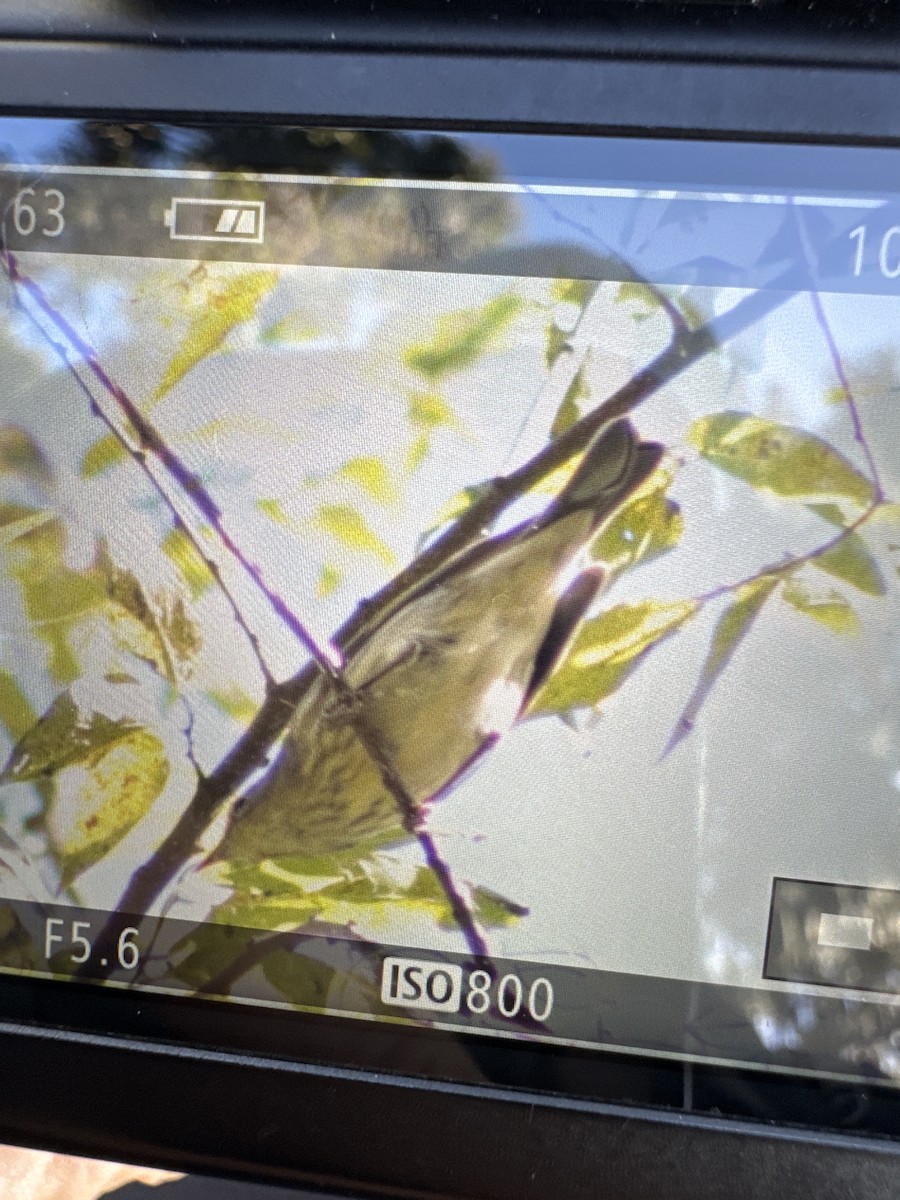 ホオアカアメリカムシクイ - ML644726025