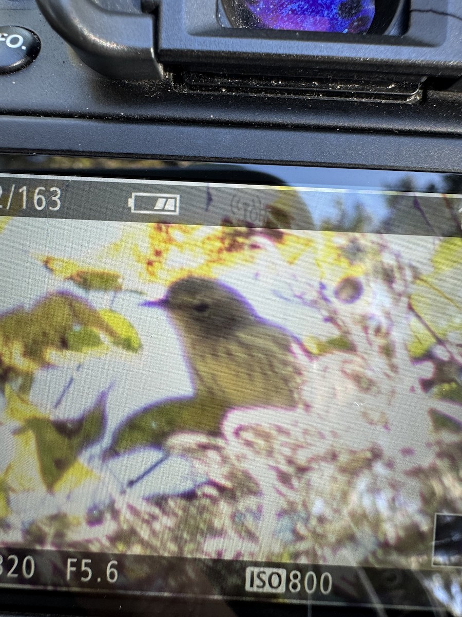 ホオアカアメリカムシクイ - ML644726026