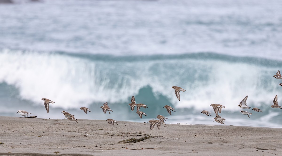 Semipalmated Plover - ML644726048