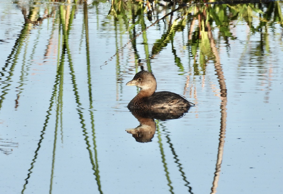 ringnebbdykker - ML644726050