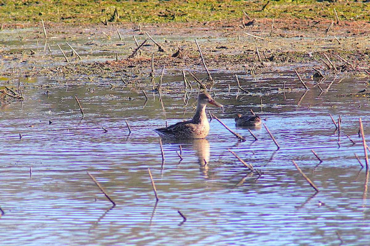 Mestolone - ML644726070