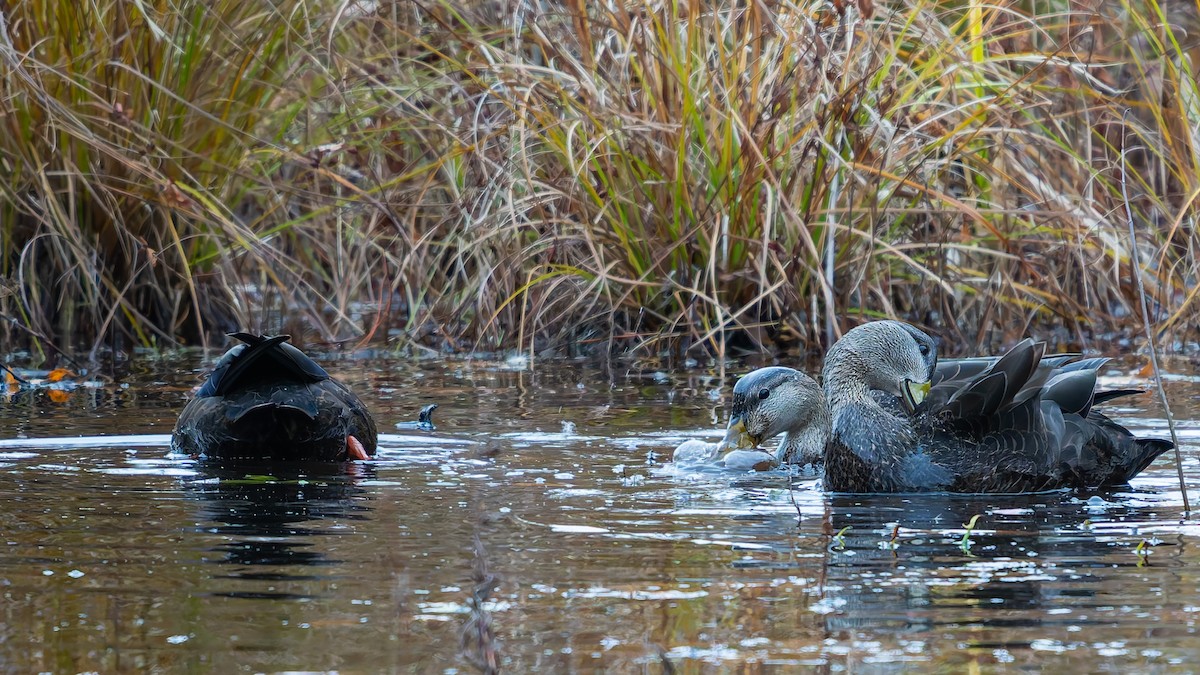 American Black Duck - ML644726071