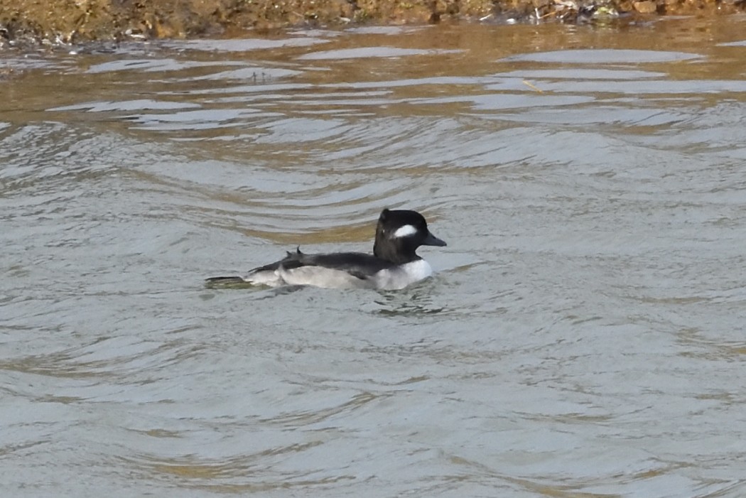 Гоголь малий - ML644726074