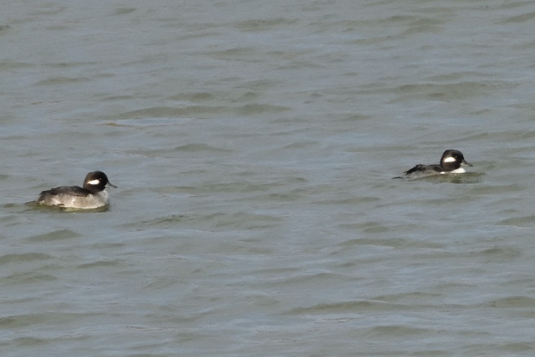 Гоголь малий - ML644726081