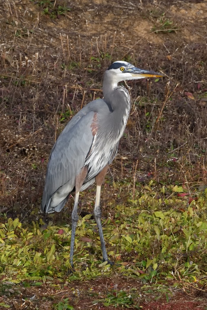 Чапля північна - ML644726103