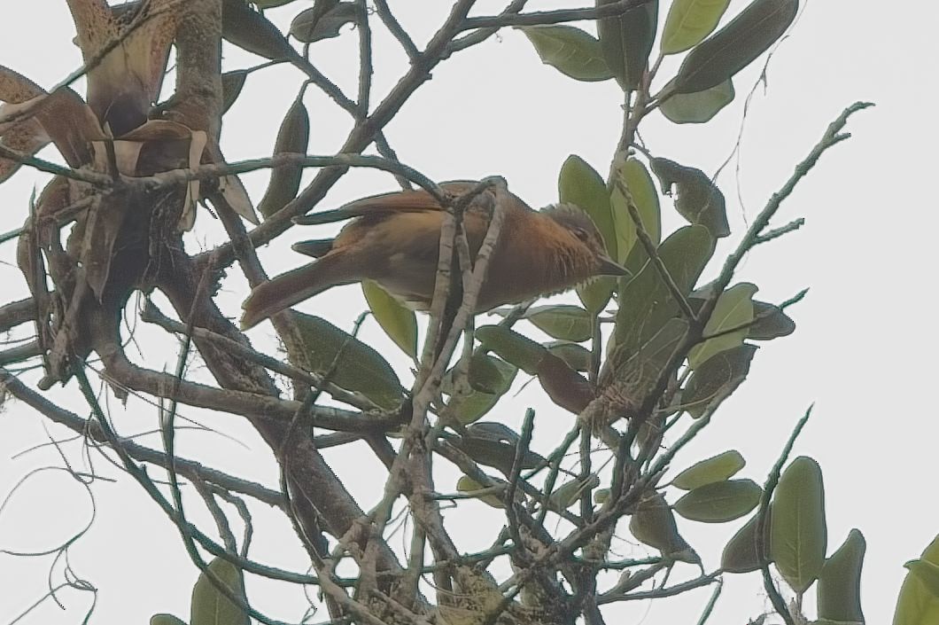 Anambé Castaño - ML644726118