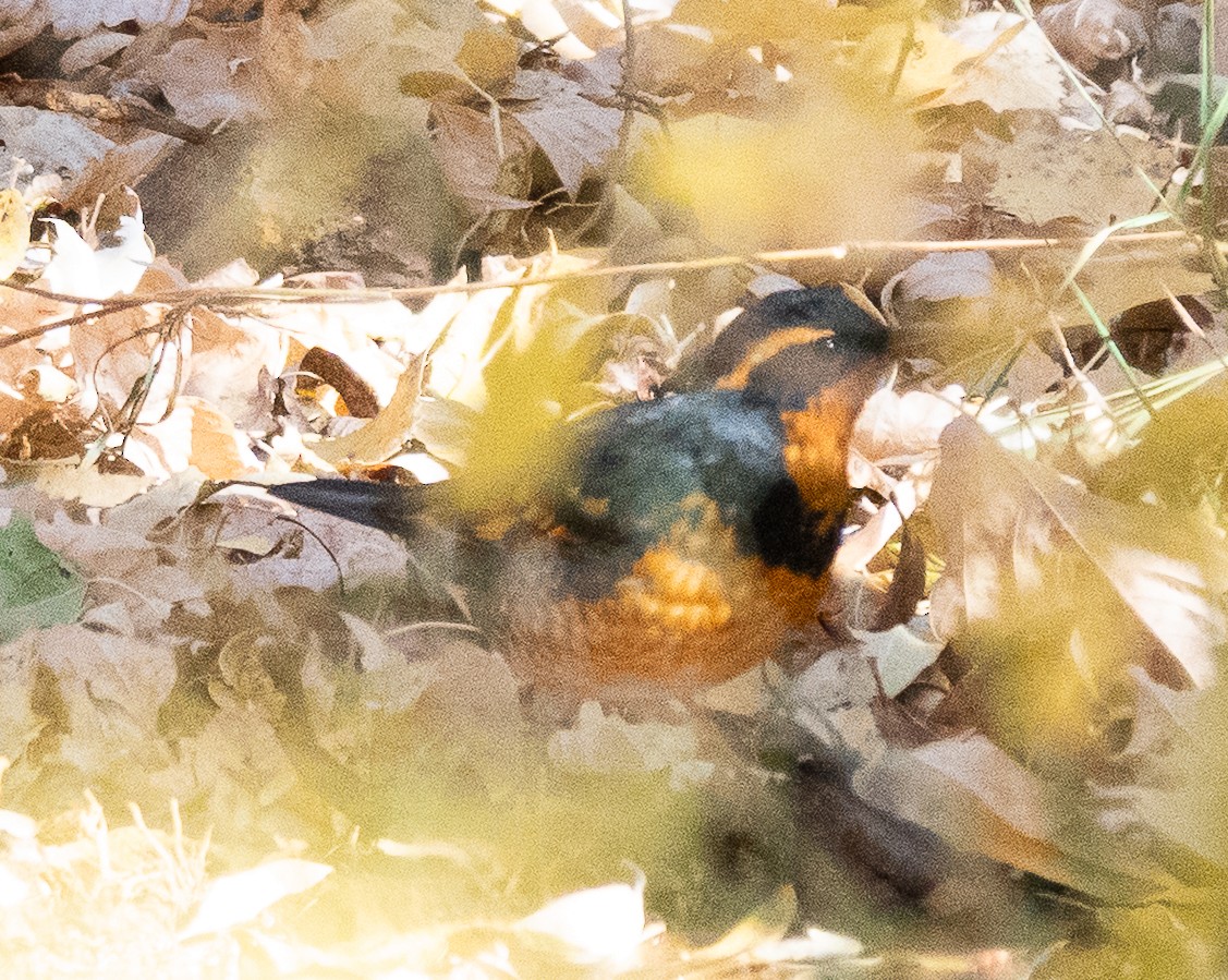 Varied Thrush - ML644726123