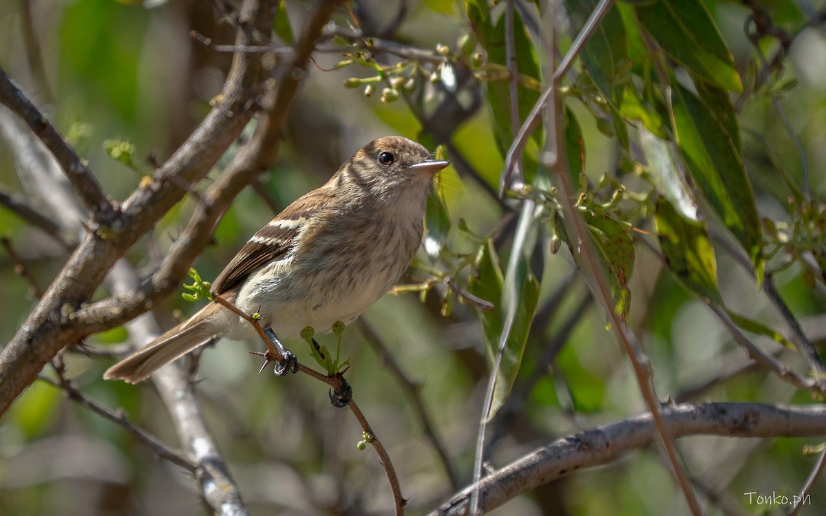 Bran-colored Flycatcher - ML644726125