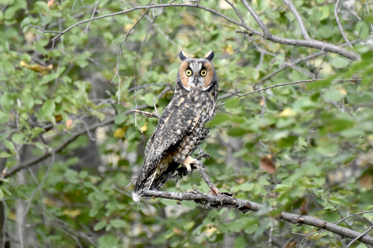 Ушастая сова - ML644726130