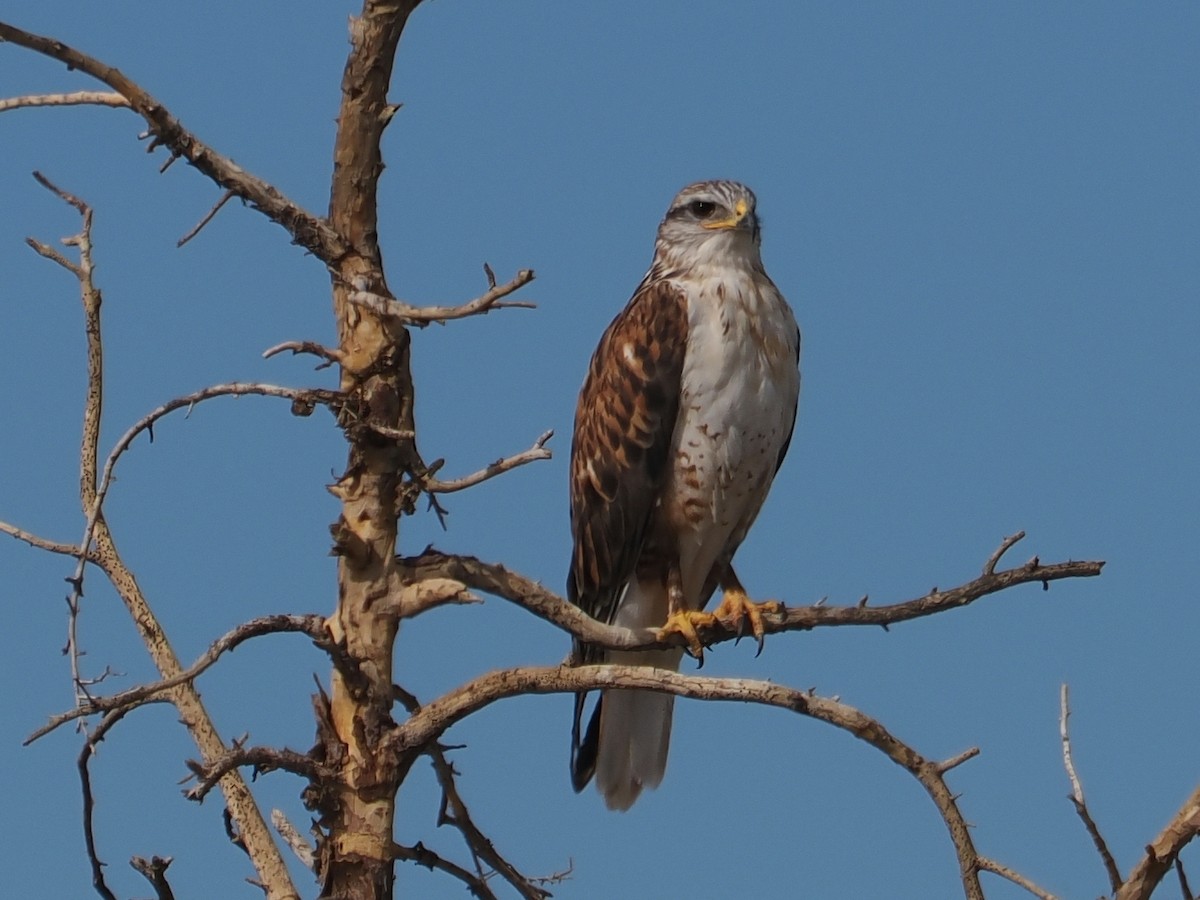 Ferruginous Hawk - ML644726139